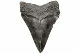 2.37" Juvenile Megalodon Tooth - South Carolina - #203169-1